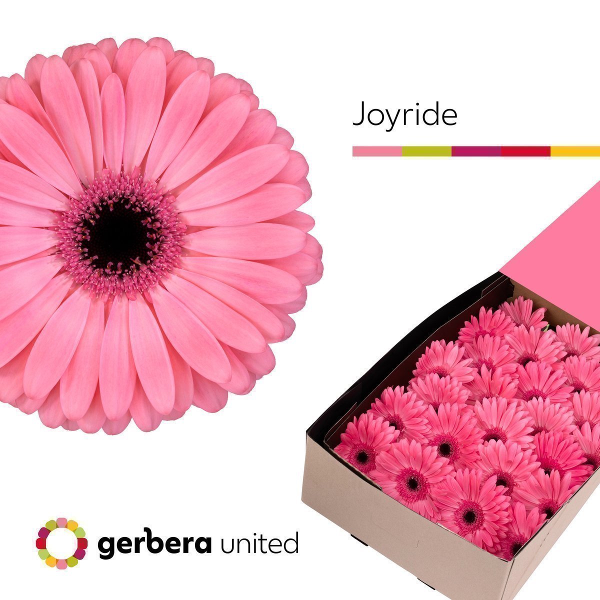 Срезанные цветы оптом Gerbera joyride от 50шт из Голландии с доставкой по России
