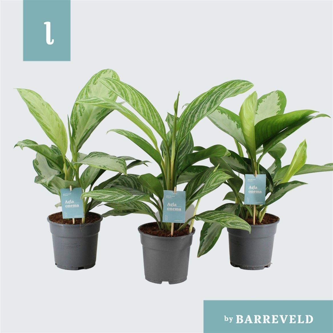 Горшечные цветы и растения оптом Aglaonema Mix от 6шт из Голландии с доставкой по России