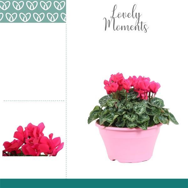 Горшечные цветы и растения оптом Cyclamen Lovely Moments Pink Bowl Ariel от 1шт из Голландии с доставкой по России