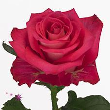 Срезанные цветы оптом Rosa large orchestra от 80шт из Голландии с доставкой по России