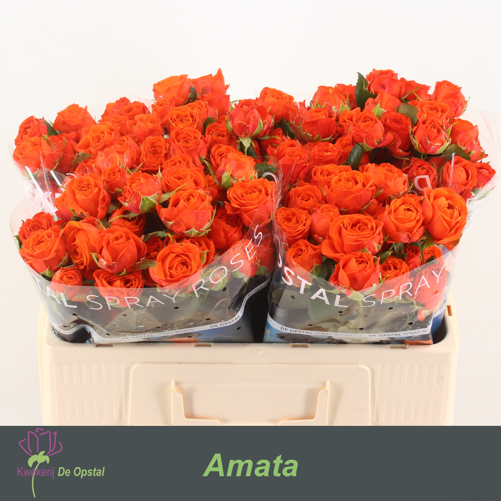 Срезанные цветы оптом Rosa spray amata от 50шт из Голландии с доставкой по России