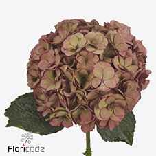 Срезанные цветы оптом Hydrangea royal anastasia classic от 10шт из Голландии с доставкой по России