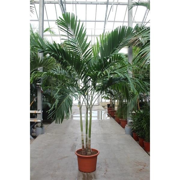 Горшечные цветы и растения оптом Veitchia Merrillii 3pp от 1шт из Голландии с доставкой по России