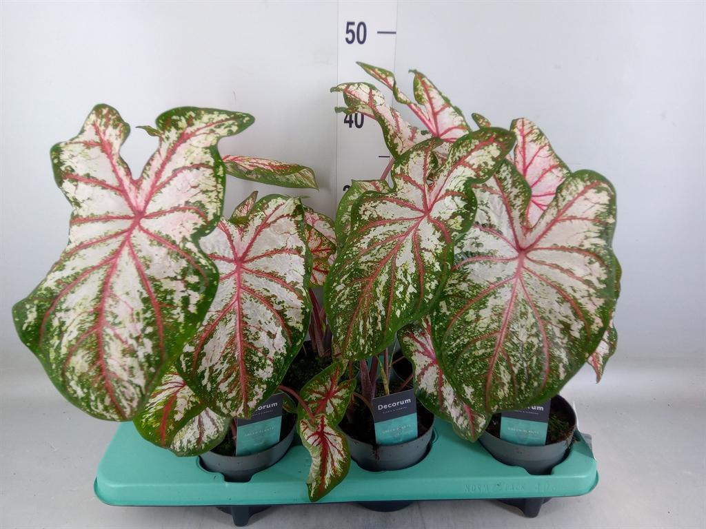 Горшечные цветы и растения оптом Caladium   ... от 6шт из Голландии с доставкой по России