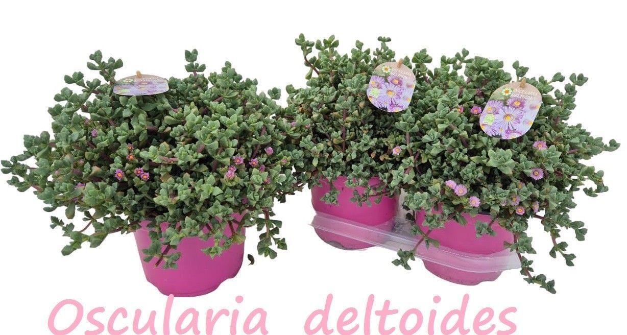 Горшечные цветы и растения оптом Lampranthus Roseus от 3шт из Голландии с доставкой по России