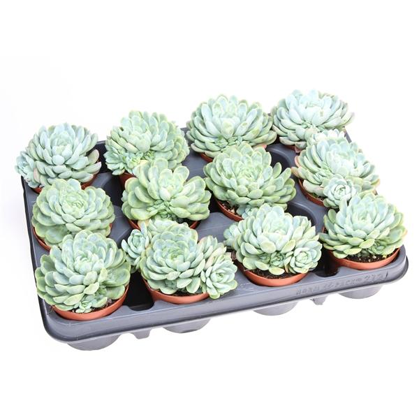 Горшечные цветы и растения оптом Echeveria Elegans от 12шт (для телеги) из Голландии с доставкой по России