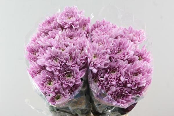 Срезанные цветы оптом Chrys sp baltica pink от 160шт. из Голландии с доставкой по России