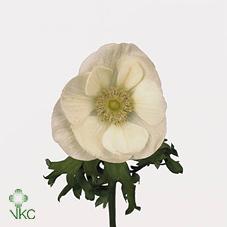 Срезанные цветы оптом Anemone marianne white от 100шт из Голландии с доставкой по России