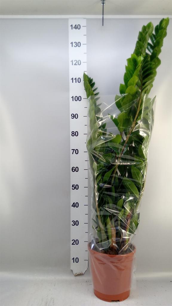 Горшечные цветы и растения оптом Zamioculcas 10+ от 1шт из Голландии с доставкой по России