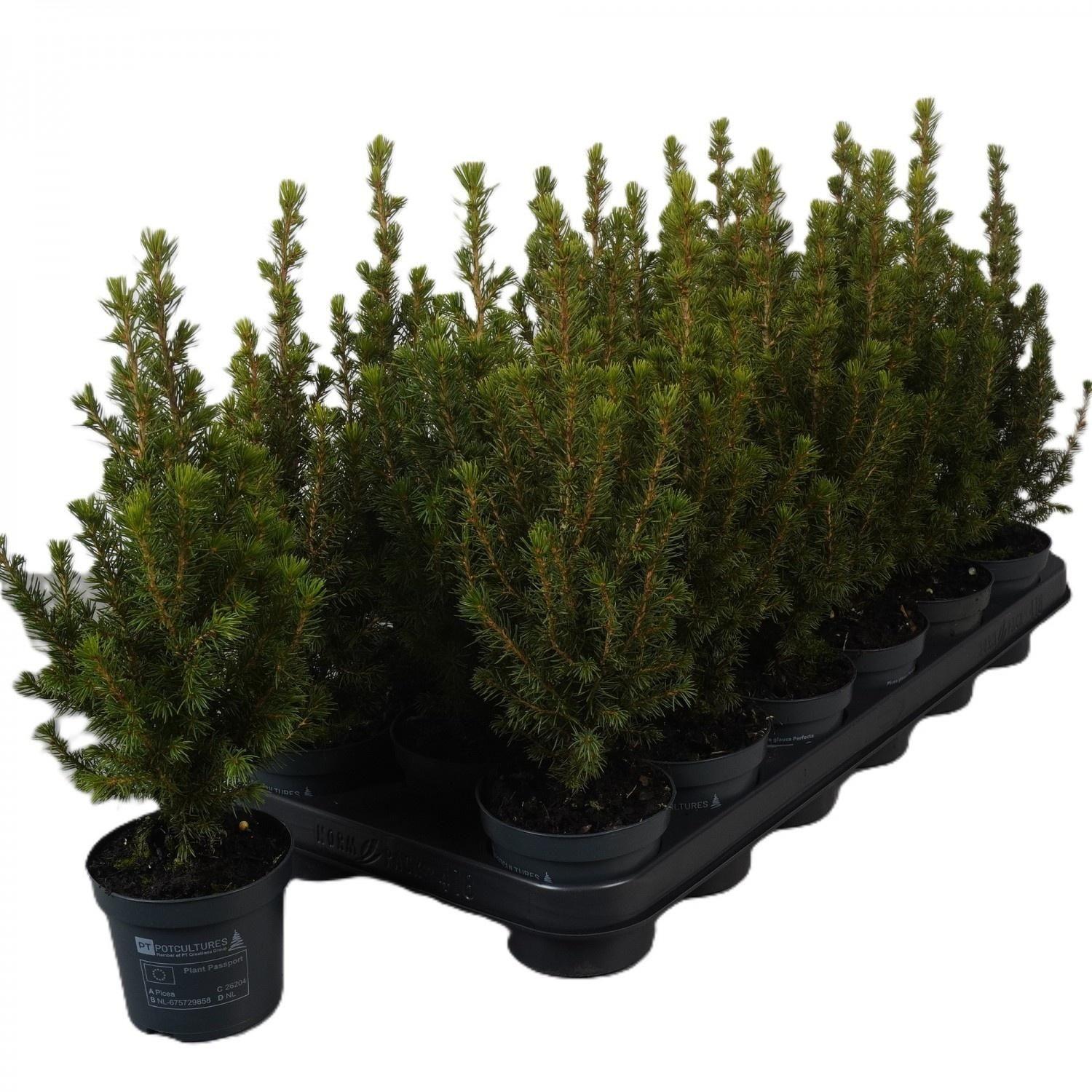 Горшечные цветы и растения оптом Picea Gl. Magnifique от 18шт (для телеги) из Голландии с доставкой по России