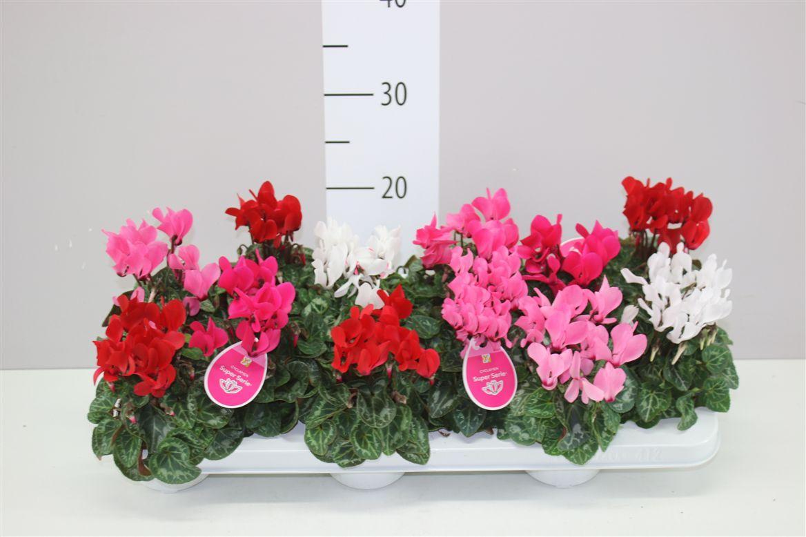 Горшечные цветы и растения оптом Cyclamen Kl S S Verano Gemengd от 12шт (для телеги) из Голландии с доставкой по России