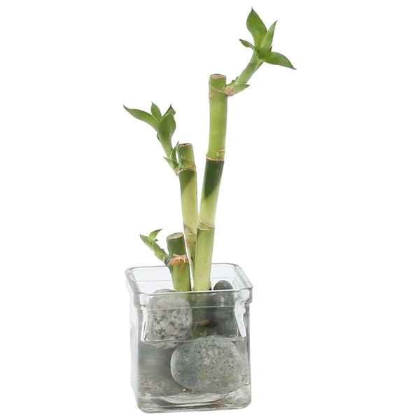 Горшечные цветы и растения оптом Lucky Bamboo Zen Arrangement In Glass от 12шт из Голландии с доставкой по России