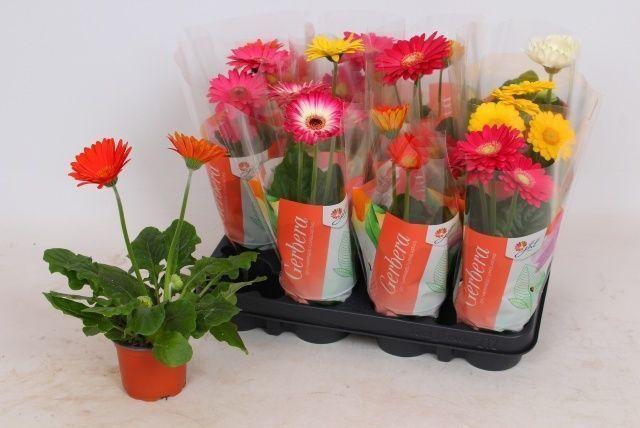 Горшечные цветы и растения оптом Ger Colourgame Gem от 12шт (для телеги) из Голландии с доставкой по России