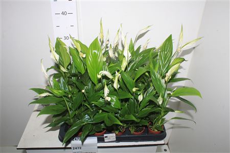 Горшечные цветы и растения оптом Spath Alana 3+ от 20шт (для телеги) из Голландии с доставкой по России