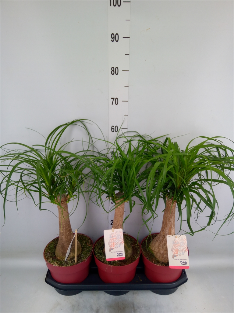 Горшечные цветы и растения оптом Beaucarnea Recurvata от 3шт из Голландии с доставкой по России