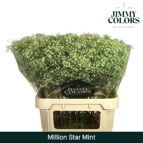 Срезанные цветы оптом Gyps fine paint mintgreen от 50шт из Голландии с доставкой по России