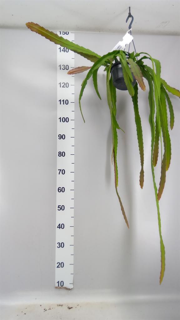 Горшечные цветы и растения оптом Epiphyllum ... от 1шт из Голландии с доставкой по России