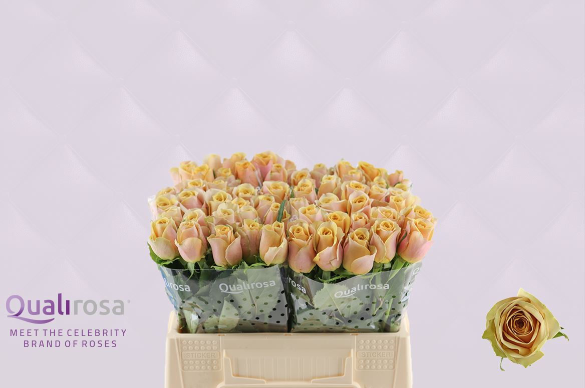 Срезанные цветы оптом Rosa large golden mustard от 60шт из Голландии с доставкой по России