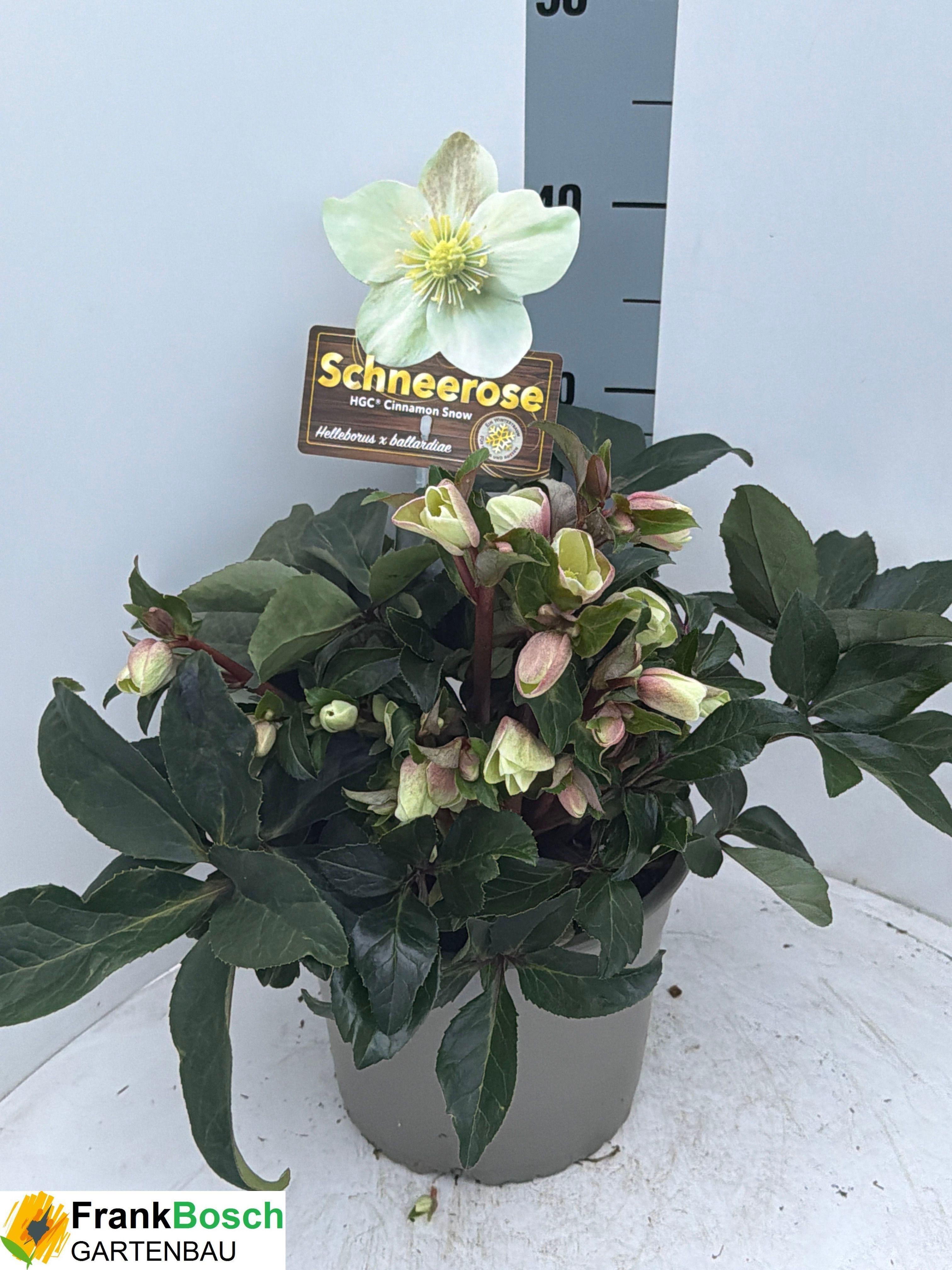 Горшечные цветы и растения оптом Hell Nc Hgc Cin Snow от 1шт из Голландии с доставкой по России