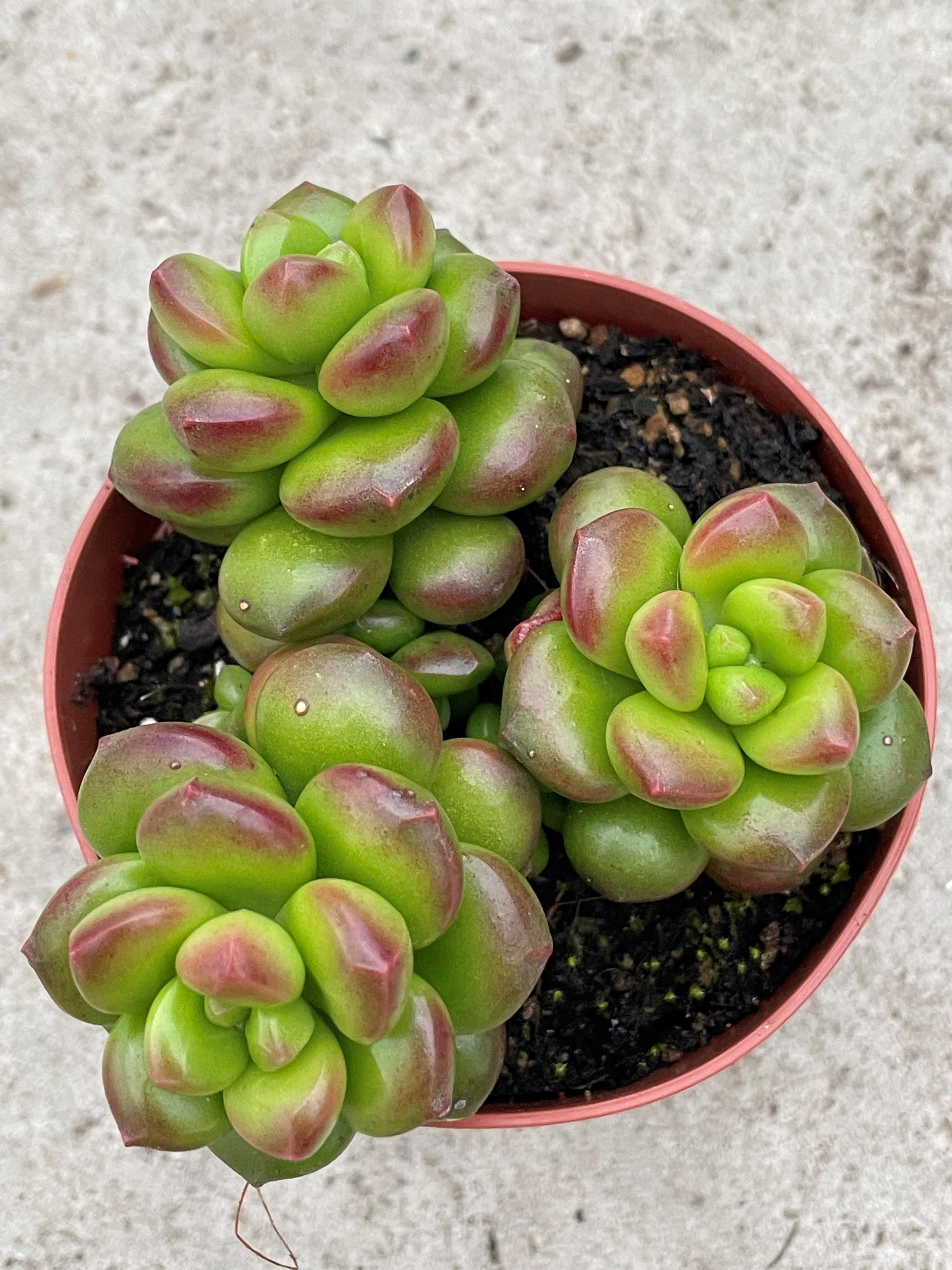 Горшечные цветы и растения оптом Sedum Overig от 12шт (для телеги) из Голландии с доставкой по России