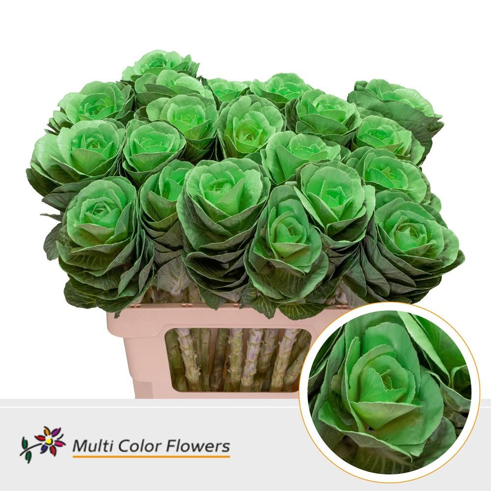 Срезанные цветы оптом Brassica paint green light от 20шт из Голландии с доставкой по России