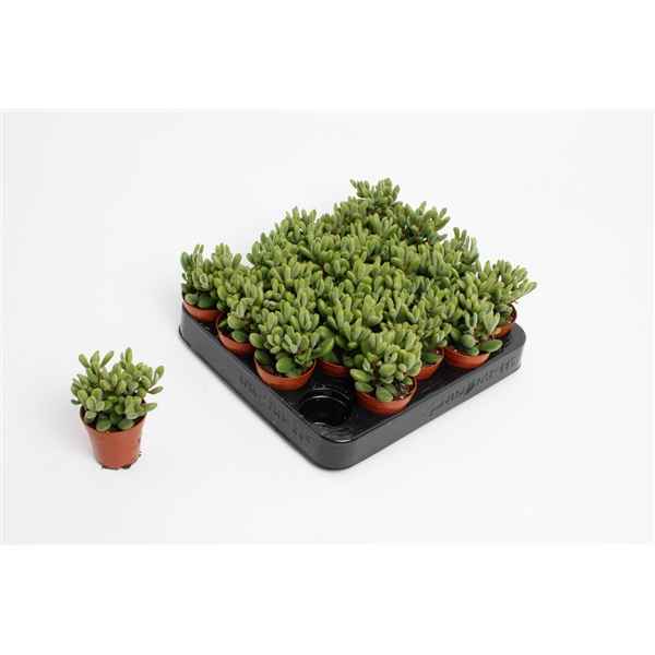 Горшечные цветы и растения оптом Crassula Rogersii от 30шт из Голландии с доставкой по России