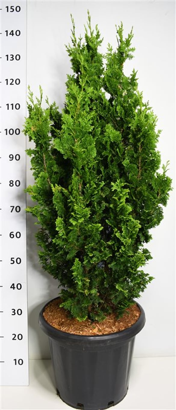 Горшечные цветы и растения оптом Thuja Occ Zmatlik от 1шт из Голландии с доставкой по России