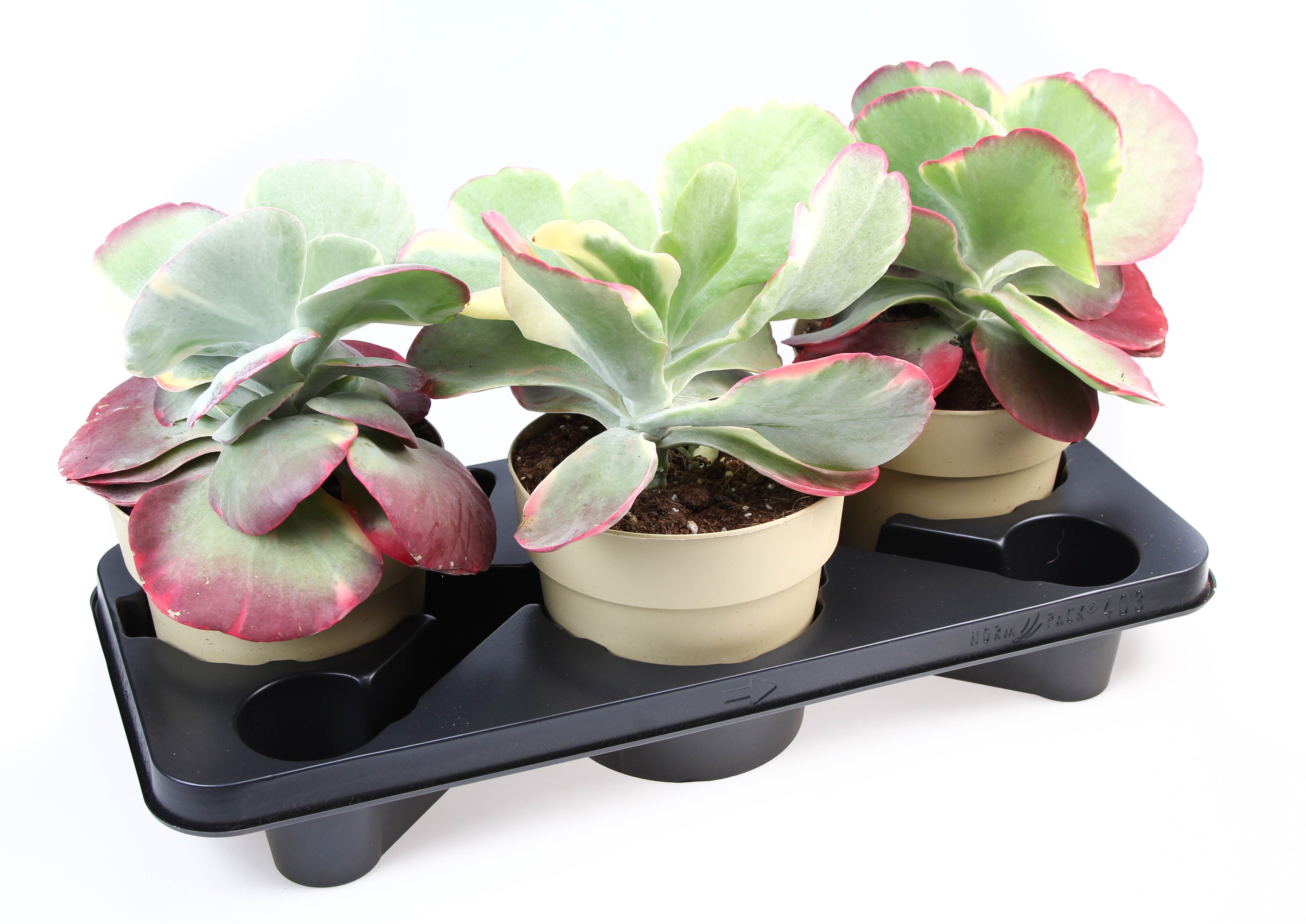 Горшечные цветы и растения оптом Kalanchoe Thyrsiflora Red Lips от 3шт из Голландии с доставкой по России