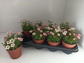 Горшечные цветы и растения оптом Saxif Alp Early Pico от 8шт из Голландии с доставкой по России