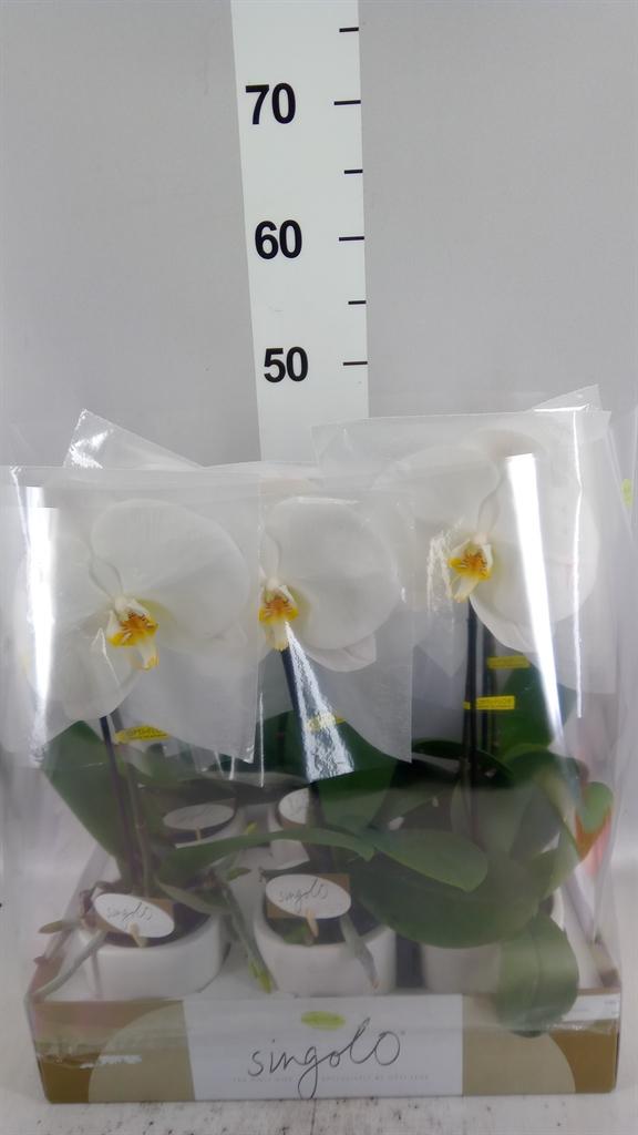 Горшечные цветы и растения оптом Phalaenopsis ...white от 6шт (для телеги) из Голландии с доставкой по России