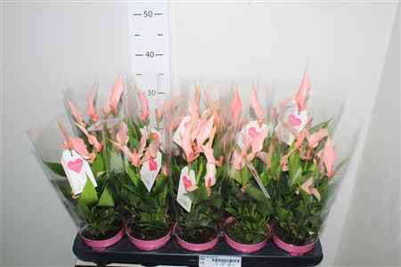 Горшечные цветы и растения оптом Anthu Lilli Paint 6+ от 10шт из Голландии с доставкой по России