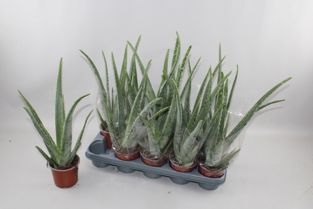 Горшечные цветы и растения оптом Aloe Vera от 10шт из Голландии с доставкой по России