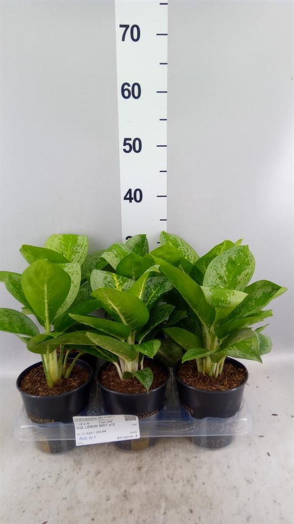 Горшечные цветы и растения оптом Aglaonema Kb lemon Mint от 6шт из Голландии с доставкой по России