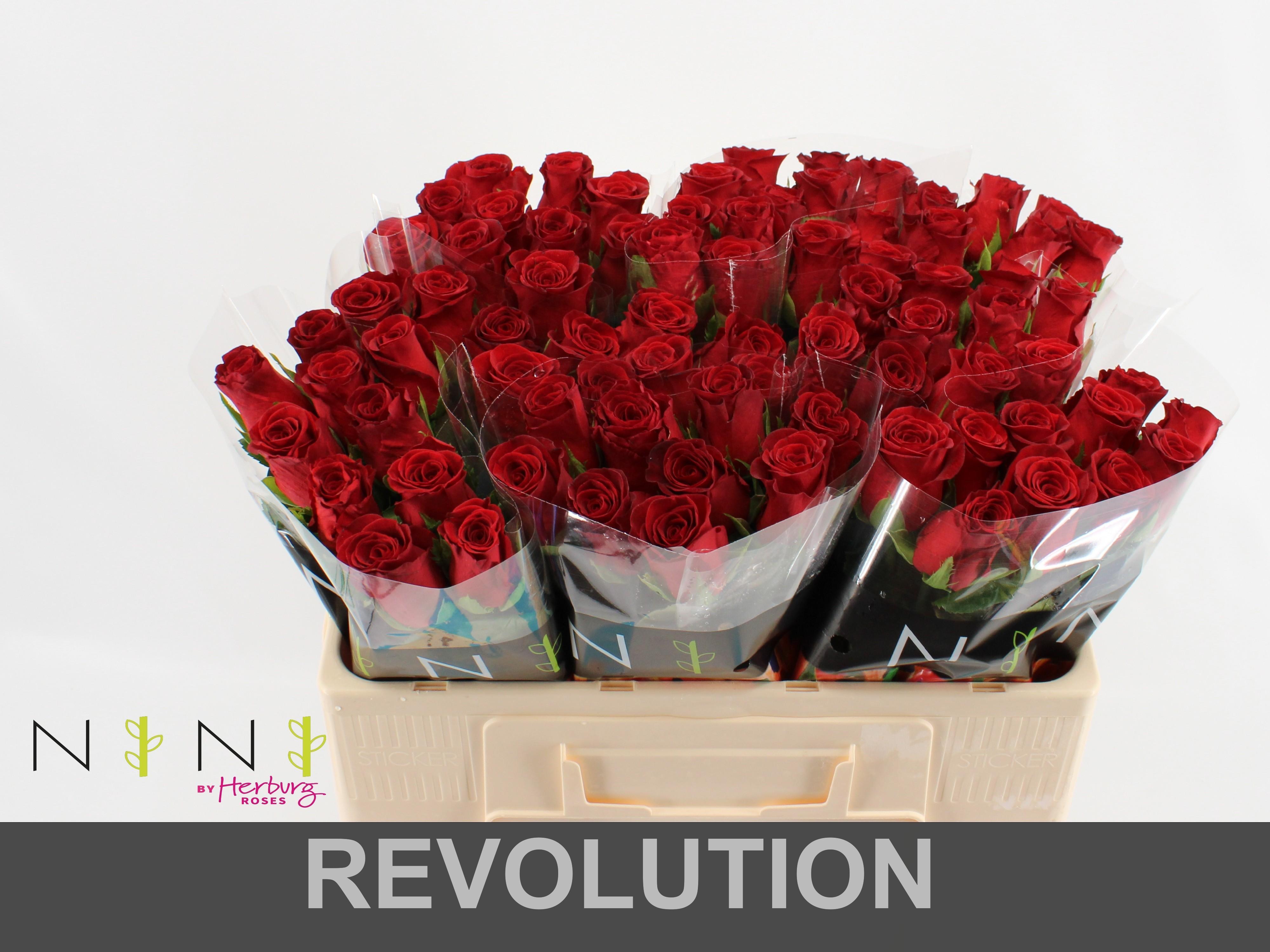 Срезанные цветы оптом Rosa large revolution от 80шт из Голландии с доставкой по России