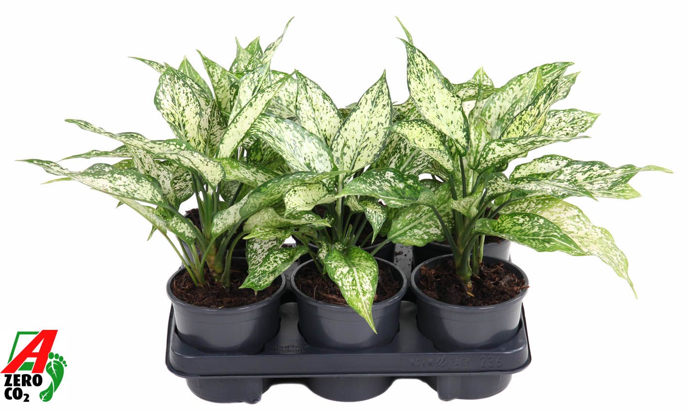 Горшечные цветы и растения оптом Aglaonema White Diamond от 6шт из Голландии с доставкой по России