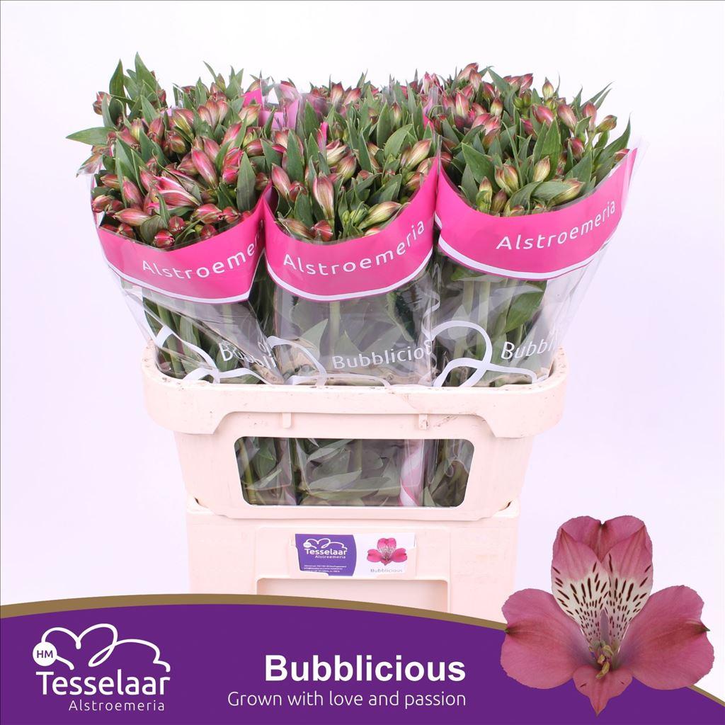 Срезанные цветы оптом Alstroemeria bubblicious от 80шт из Голландии с доставкой по России