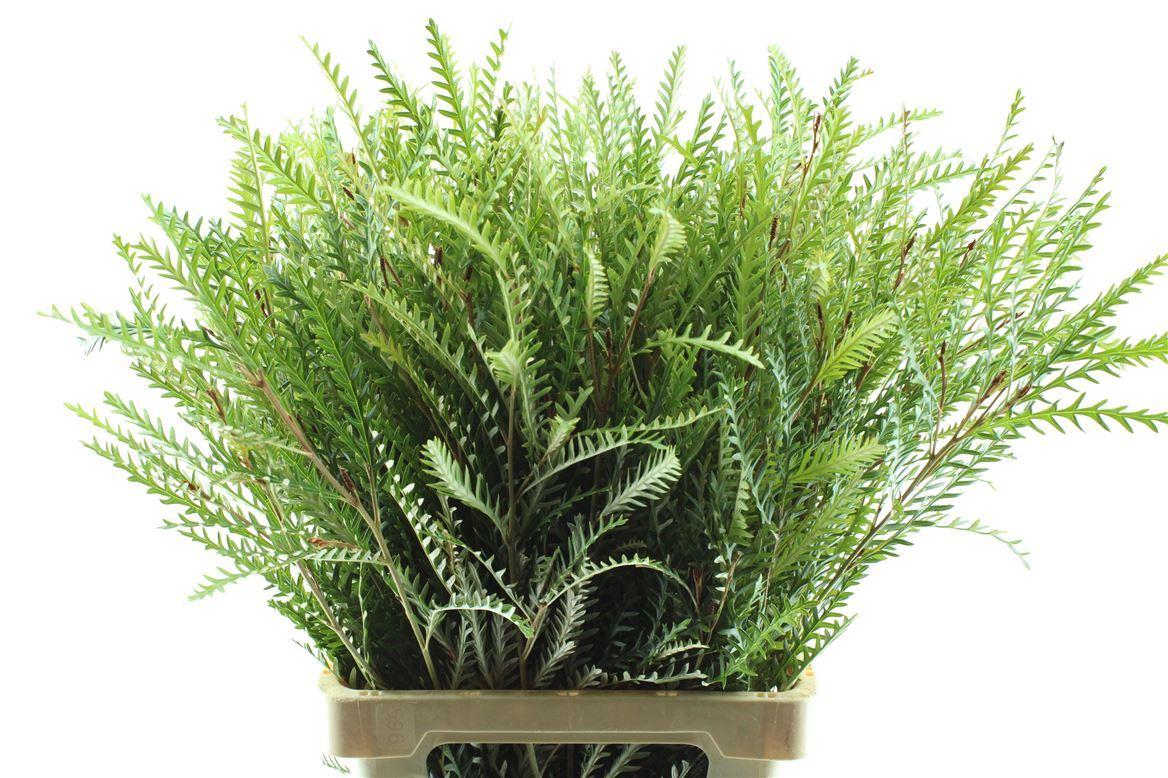 Срезанные цветы оптом Grevillea paint green от 50шт из Голландии с доставкой по России