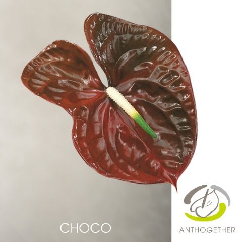 Срезанные цветы оптом Anthurium choco от 8шт из Голландии с доставкой по России