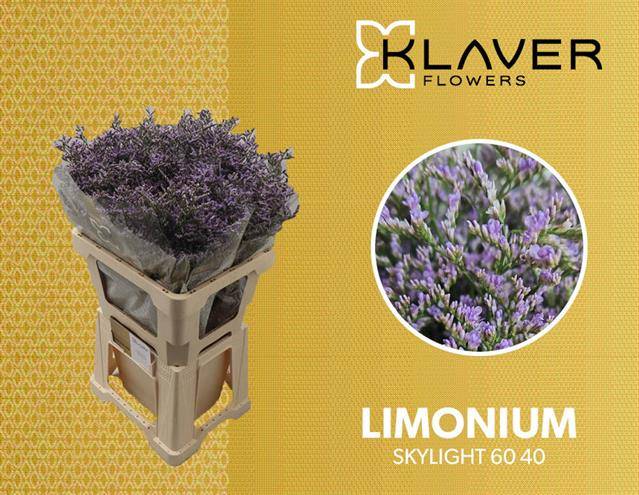 Срезанные цветы оптом Limonium skylight от 50шт из Голландии с доставкой по России