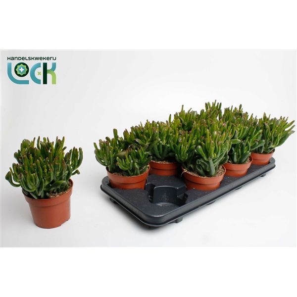 Горшечные цветы и растения оптом Crassula Horn Tree от 6шт из Голландии с доставкой по России