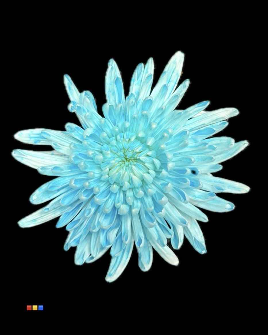 Срезанные цветы оптом Chrys bl paint topspin dusty pastel blue от 60шт из Голландии с доставкой по России