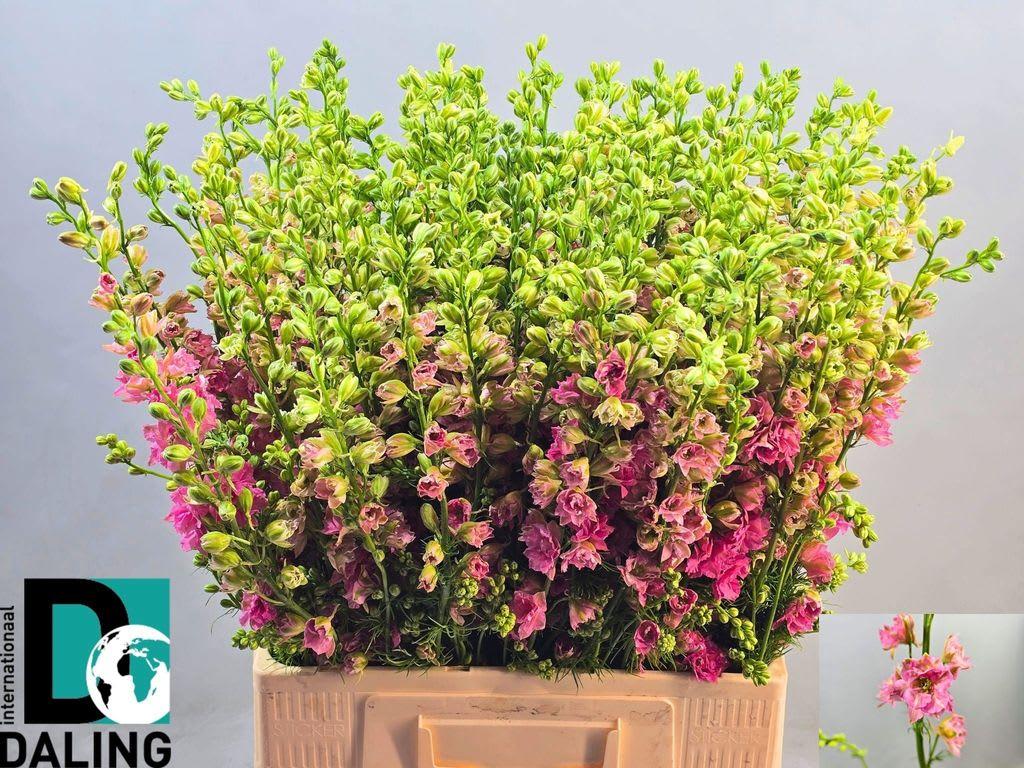 Срезанные цветы оптом Delphinium la qis pink (consolida) от 120шт из Голландии с доставкой по России