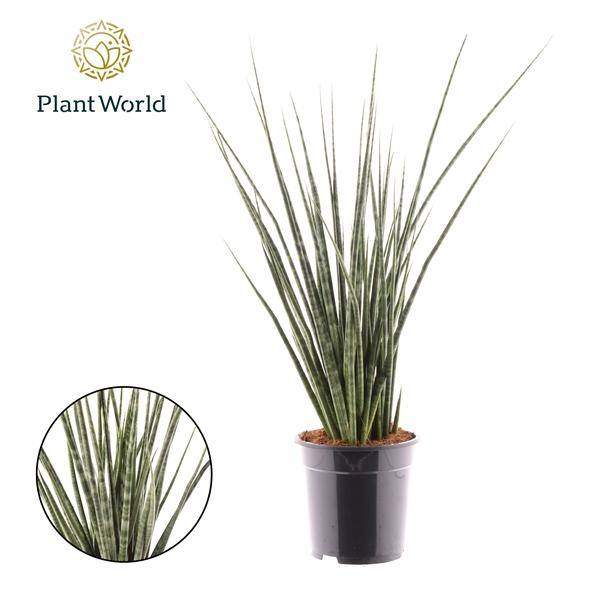 Горшечные цветы и растения оптом Sansevieria Digitorum от 3шт из Голландии с доставкой по России