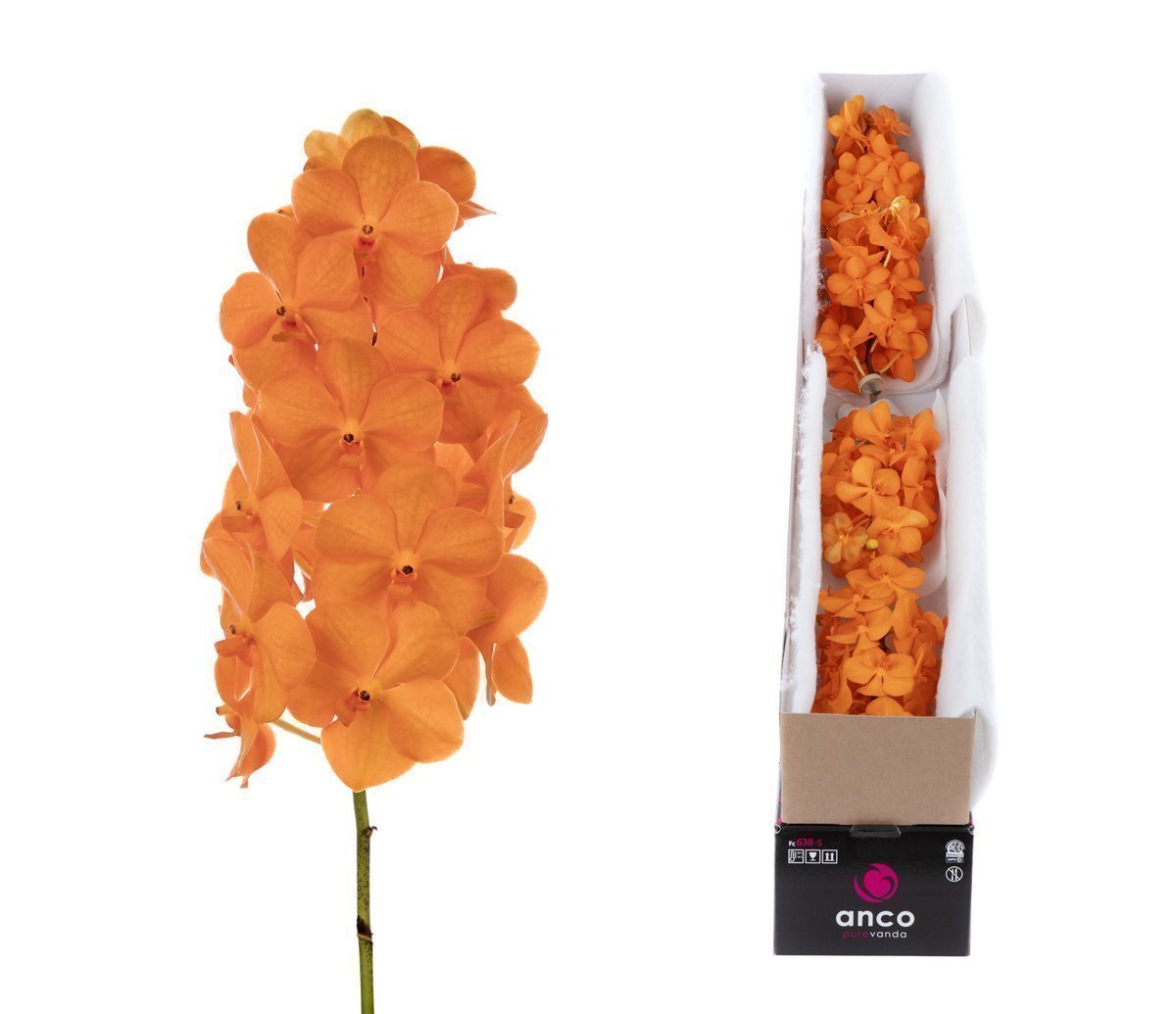 Срезанные цветы оптом Vanda natcha princess orange per stem от 24шт. из Голландии с доставкой по России