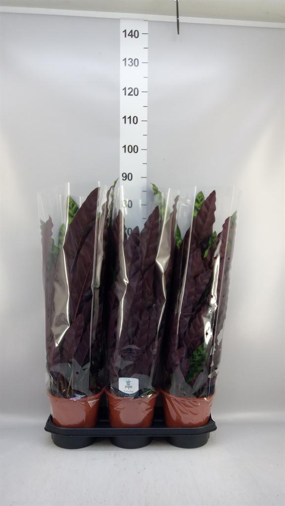 Горшечные цветы и растения оптом Calathea Lancifolia от 3шт из Голландии с доставкой по России