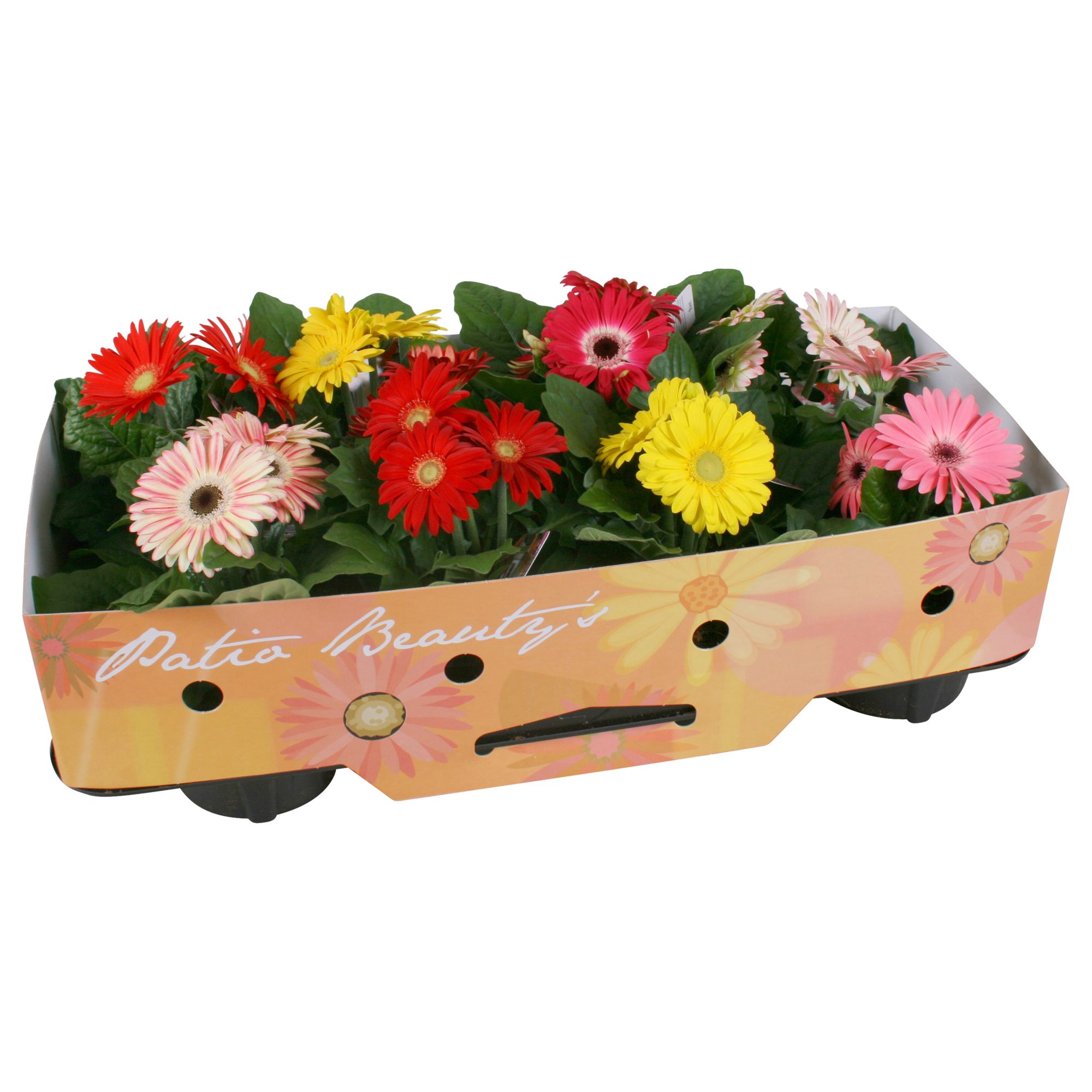 Горшечные цветы и растения оптом Gerbera Patio Beauty 2+ от 10шт (для телеги) из Голландии с доставкой по России