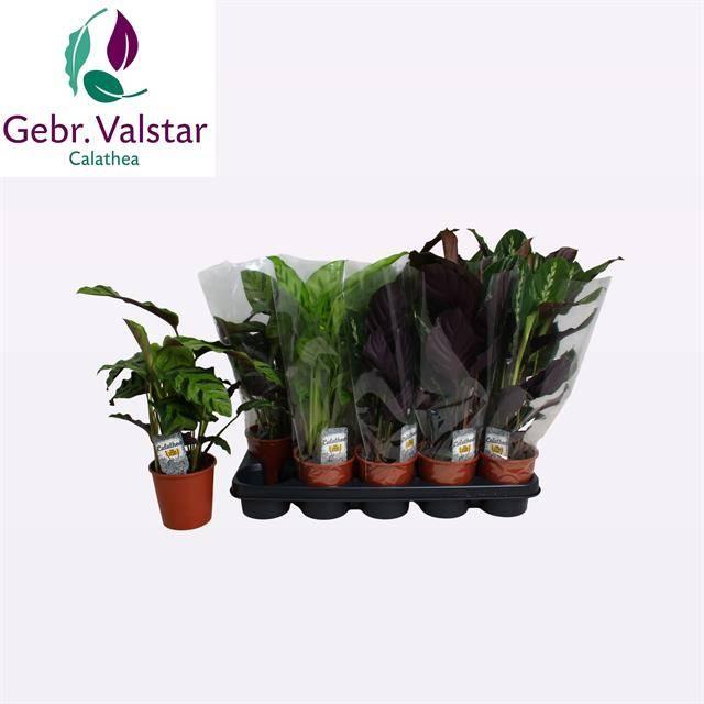 Горшечные цветы и растения оптом Calat Gem 3 Srt от 10шт из Голландии с доставкой по России