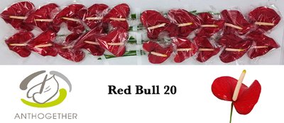 Срезанные цветы оптом Anthurium red bull от 20шт из Голландии с доставкой по России