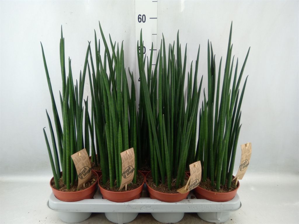 Горшечные цветы и растения оптом Sansevieria Bacularis от 7шт из Голландии с доставкой по России