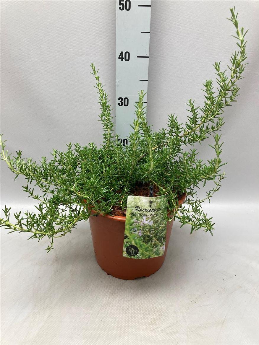 Горшечные цветы и растения оптом Rosmarin Of Prostrat от 1шт из Голландии с доставкой по России Горшечные цветы и растения оптом Rosmarin Of Prostrat от 1шт из Голландии с доставкой по России